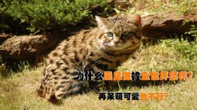 黑足猫为何被全世界禁养，颜值再高也不行？看完你还敢养吗？