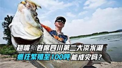 翘嘴鲌入侵四川第二大淡水湖，疯狂繁殖至100吨，能泛滥成灾吗？