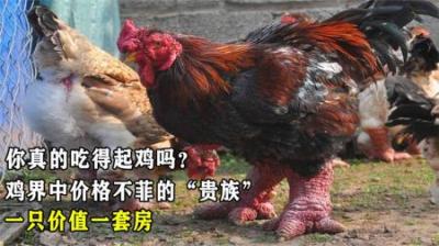 你真的吃得起鸡吗？鸡界中价格不菲的“贵族”，一只价值一套房