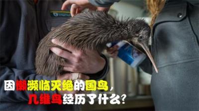 濒临灭绝的国鸟，因为太懒失去视力和翅膀，它到底经历了什么？