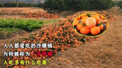 人人都爱吃的沙糖橘，为何被称为“夺命橘”？人吃多有什么危害？