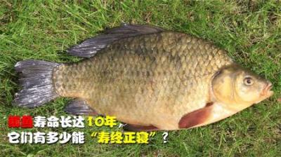 鲫鱼5天就能孵化，寿命可达10年，它们有多少能“寿终正寝”？
