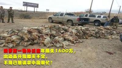 俄罗斯出现物种泛滥，出动直升机都灭不完，为何当地人不敢吃？