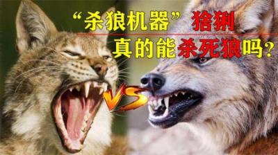 当猞猁遇上狼，谁能更胜一筹？“屠狼机器”猞猁真有这么可怕吗？