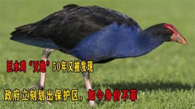 灭绝50年再次被发现，政府划出5万公顷保护区，比大熊猫还要珍稀