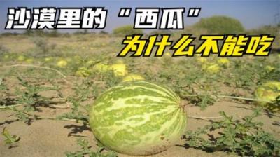 沙漠中常见的“西瓜”，为何再渴也无人敢吃？吃了后果很严重吗？