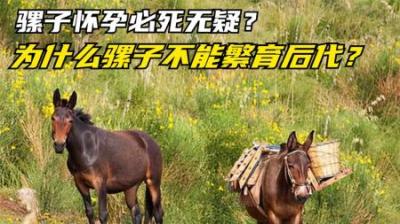 骡子也有公母之分，为何它无法传宗接代？骡子怀孕必死是真的吗？