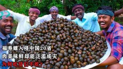 福寿螺入侵中国20省，肉美味鲜却能泛滥成灾，为何吃货们不吃？