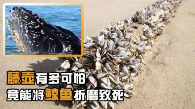 藤壶有多可怕？被吃货当成美食，却能把鲸鱼、海龟折磨得不成样子