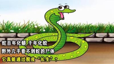 “蛇百年能化蟒“，野外没有蛇尸体，它真能通过脱皮“长生”？