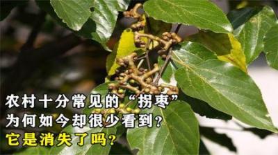 农村常见的“拐枣”，22元一斤，为何如今很少见到？是消失了吗？