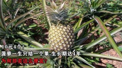 10元4个！菠萝一生只结一个果，生长期达4年，为何却卖这么便宜？