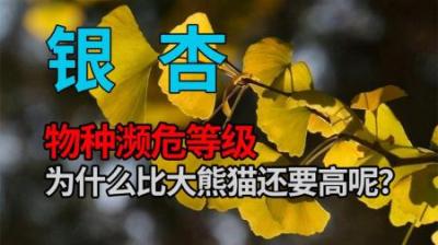 明明满大街都是银杏树，为什么却比大熊猫还要濒危？