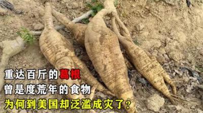 重达百斤的葛根，在中国被挖到灭绝，为何到美国却成了“恶魔”？