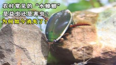 农村常见的“水蟑螂”，1公斤能卖290元，它到底是益虫还是害虫？
