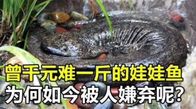 曾千元一斤供不应求，如今白送没人要，为何娃娃鱼惨遭嫌弃？
