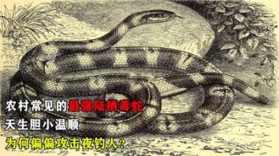 中国最毒的蛇，农村很常见，天生胆小温顺，为何偏偏攻击夜钓人？