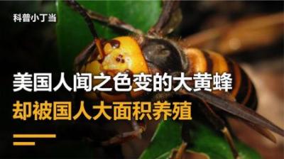 美国再遭生物入侵，三针蛰死1头牛，为何却被云南人当美食生吃？
