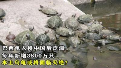 巴西龟入侵中国，每年新增3800万只，本土乌龟或将面临灭绝？
