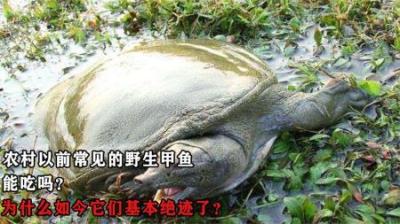 农村以前常见的野生甲鱼，能吃吗？为什么如今它们基本绝迹了？