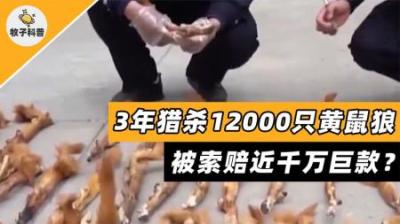 3年猎杀1.2万只黄鼠狼，被索赔近千万巨款，黄大仙为何如此值钱？