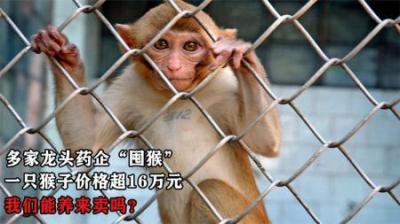 多家龙头药企“囤猴”，一只猴子价格超16万，我们能养来卖吗？