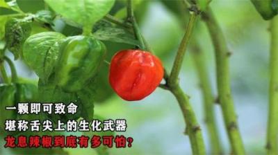 一颗即可致命，堪称舌尖上的生化武器，龙息辣椒到底有多可怕？