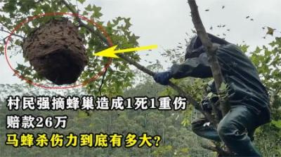 村民强摘蜂巢造成1死1重伤，赔款26万，马蜂杀伤力到底有多大？