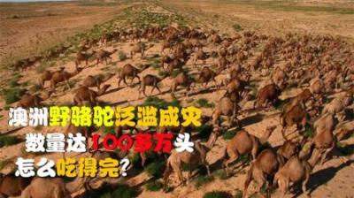 澳大利亚野骆驼泛滥成灾，繁殖速度太快，100多万头怎么吃得完