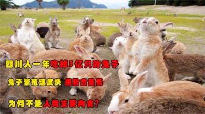 四川一年吃掉3亿只兔子，肉美低脂繁殖快，为何它不是主要肉食？