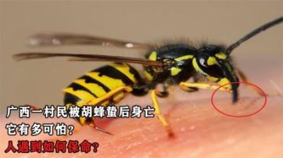 广西一村民被胡蜂蛰80多针后身亡，它有多可怕？人遇到如何保命？