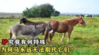 驴究竟有何特殊，为何马永远无法取代它们？难道只是因为好吃吗？