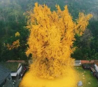 银杏树和李世民之间有什么故事？发生了什么?