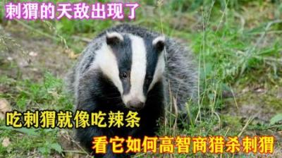 刺猬全身7000多根刺，竟有动物敢招惹？看它如何高智商猎杀刺猬？