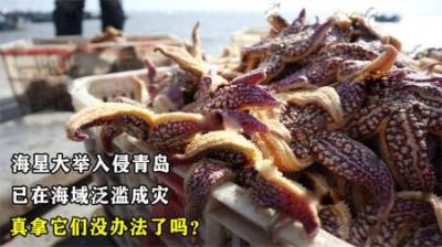 海星大举入侵青岛，已在海域泛滥成灾，真拿它们没办法了吗？