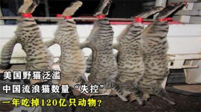 美国野猫泛滥，中国流浪猫数量“失控”，一年吃掉120亿只动物？
