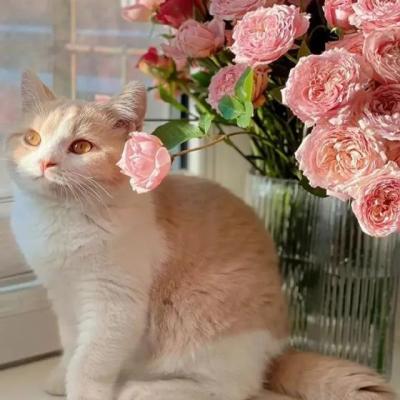 【励志】给公司员工过完年复工祝福语（通知员工复工鼓励的话）