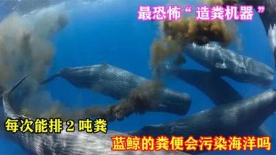 最恐怖“造粪机器”，每次能排2吨粪，蓝鲸的粪便会污染海洋吗？