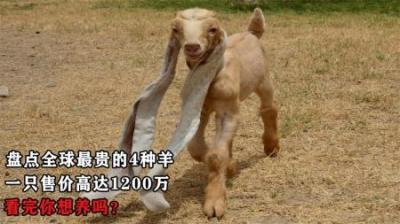 盘点全球最贵的4种羊，一只售价高达1200万，看完大家想养吗？