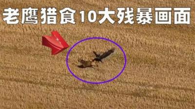 老鹰猎食的10个残暴画面盘点，就连几个月的小婴儿它都不放过！