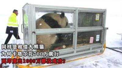 同样是租借大熊猫，为何卡塔尔只花700万，印度出1000万都没成？