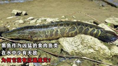 黑鱼作为凶猛的食肉鱼类，在水中少有天敌，为何它没有泛滥成灾？
