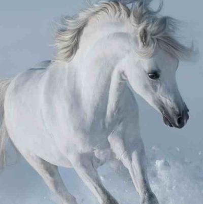 【白马非马】是什么意思？观点是什么？