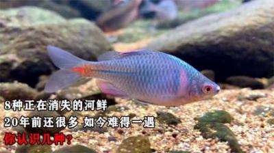 8种正在消失的河鲜，20年前还很多，如今难得一遇，你认识几种？