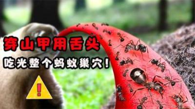 穿山甲每天吃2万只蚂蚁，它是如何用舌头，将地下蚁巢扫荡空的？