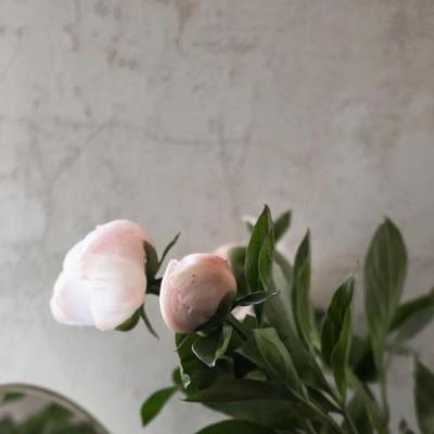 【爱情】关于爱情上臭不要脸的句子（对爱情死心塌地的句子）