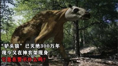 驴头狼灭绝300万年后，现今在神农架再次现身，它在警示什么？