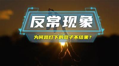 为什么路灯下的豆子不结果？