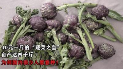 40元一斤的“蔬菜之皇”，亩产达四千斤，为何国内很少人愿意种？