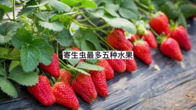 盘点寄生虫最多的五大水果，有没有你爱吃的呢？看完你还敢吃吗？